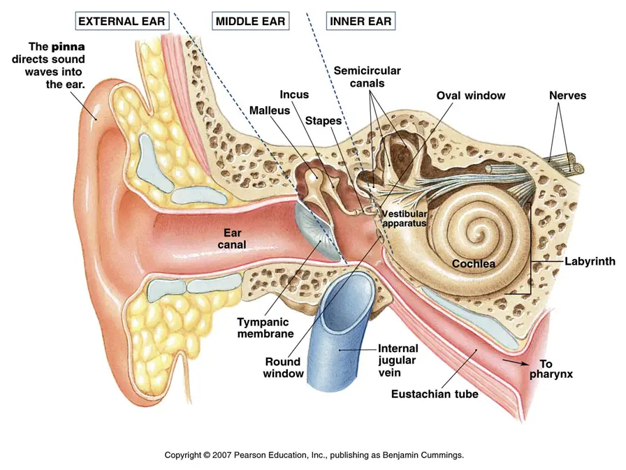 Vestibular Rehabilitation  Ottawa